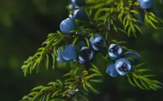 Как применять эфирное масло можжевельника для лица и волос в домашних условиях