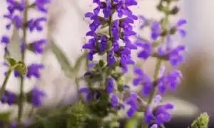 Шалфей для лица и его применение в косметике – лучшие домашние рецепты для ухода