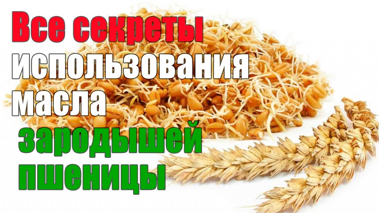 12 полезных свойств масла зародышей пшеницы