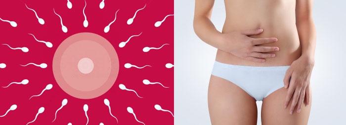 Как рассчитать срок беременности по ХГЧ?