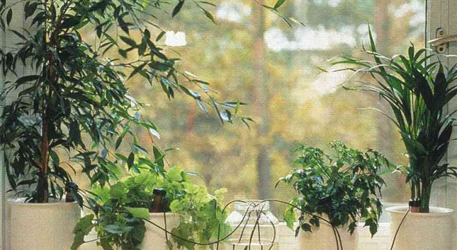 Как в домашних условиях избавиться от жировика с помощью растений? Как в домашних условиях избавиться от жировика с помощью растений?