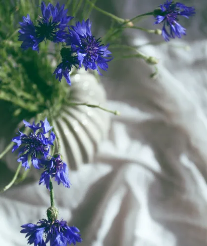 синий василёк