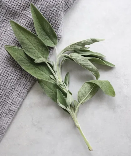 веточка шалфея